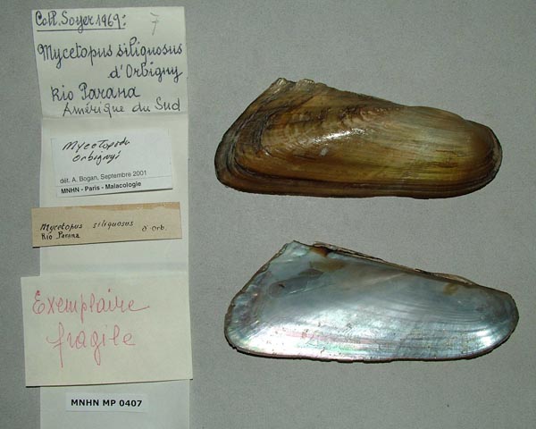 specimen