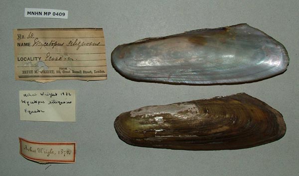 specimen