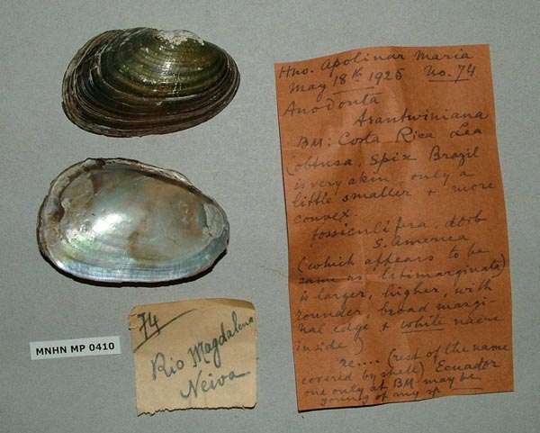 specimen