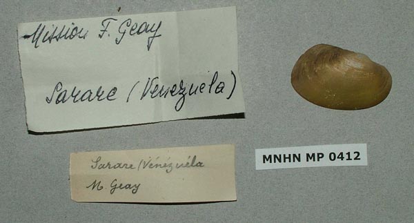 specimen