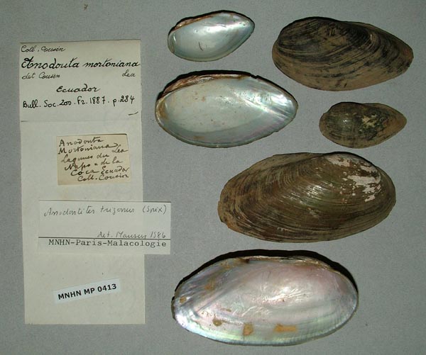 specimen