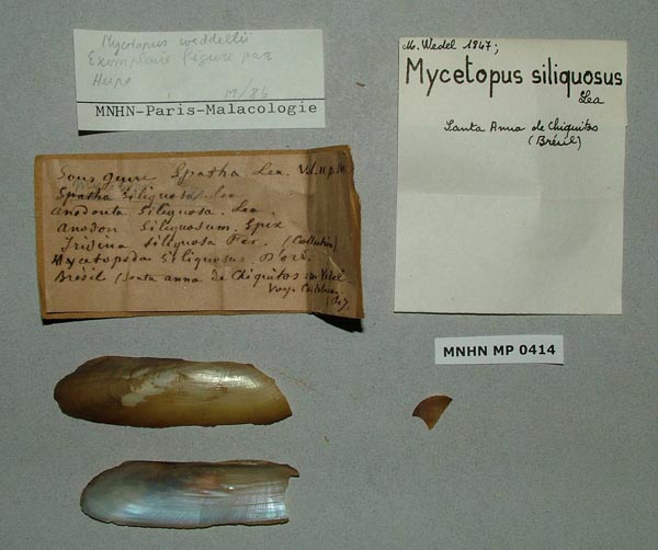 specimen