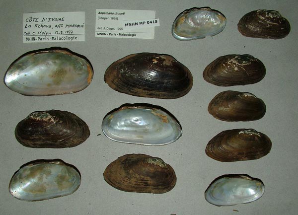 image of lot MNHN_MP_0418 image of lot MNHN_MP_0418