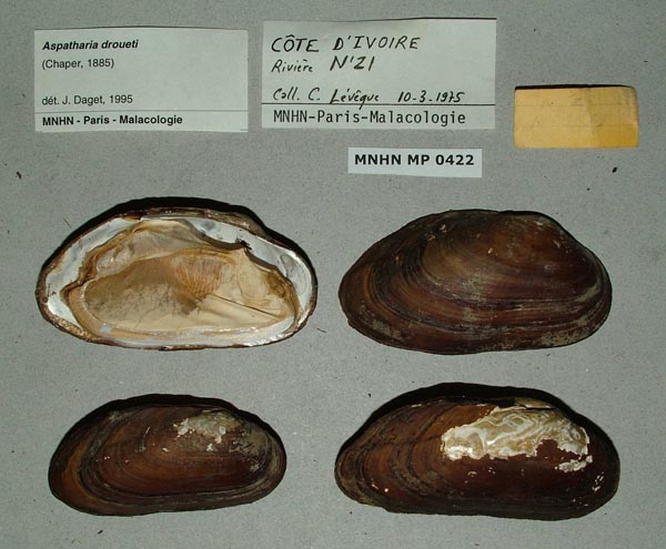 image of lot MNHN_MP_0422 image of lot MNHN_MP_0422