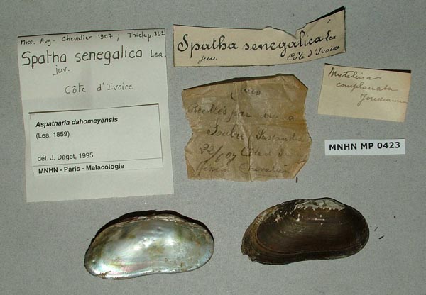specimen