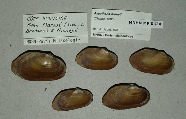 image of lot MNHN_MP_0424 image of lot MNHN_MP_0424