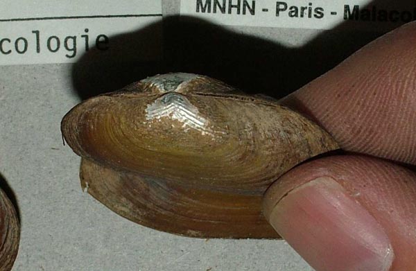 image of lot MNHN_MP_0424 image of lot MNHN_MP_0424