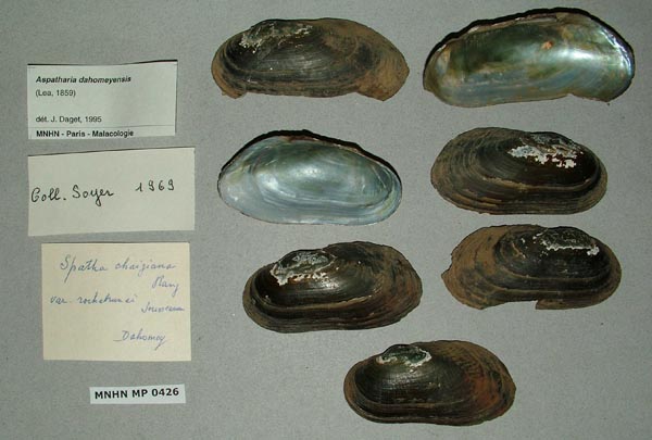 specimen