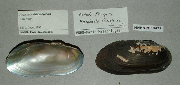 specimen