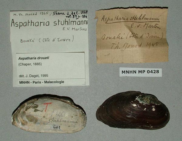 image of lot MNHN_MP_0428 image of lot MNHN_MP_0428