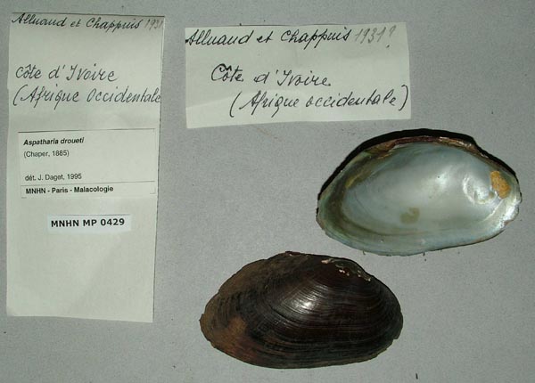 image of lot MNHN_MP_0429 image of lot MNHN_MP_0429