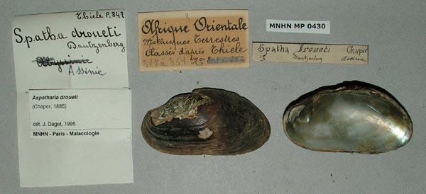 image of lot MNHN_MP_0430 image of lot MNHN_MP_0430