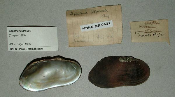 image of lot MNHN_MP_0431 image of lot MNHN_MP_0431