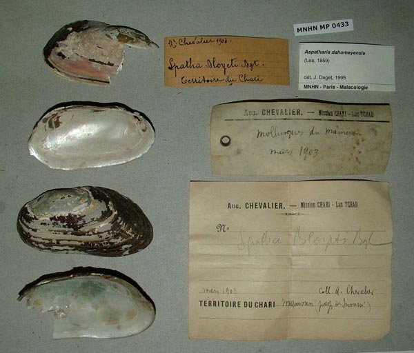 specimen