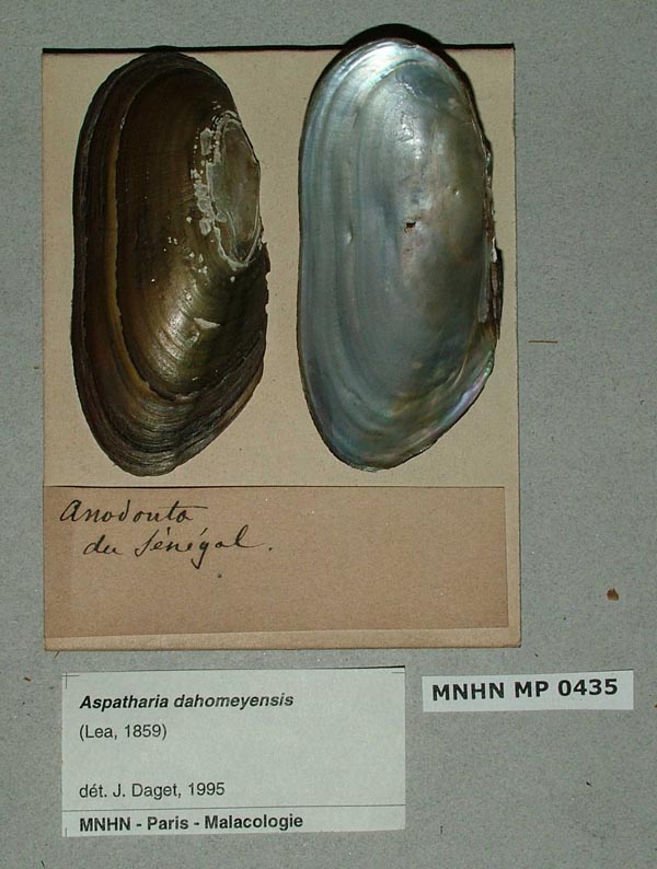 specimen