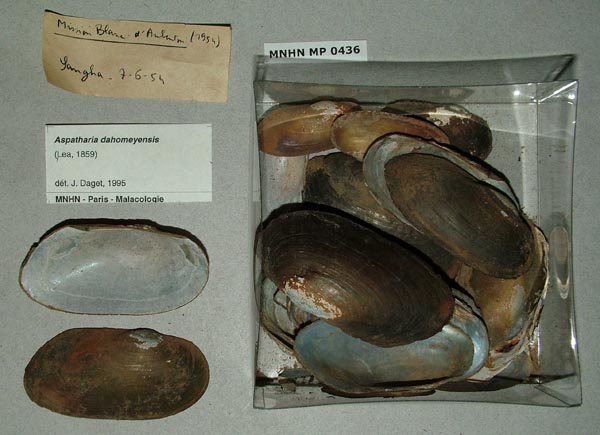 specimen