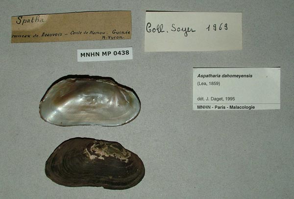 specimen