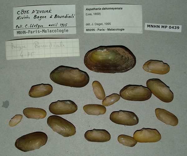 specimen