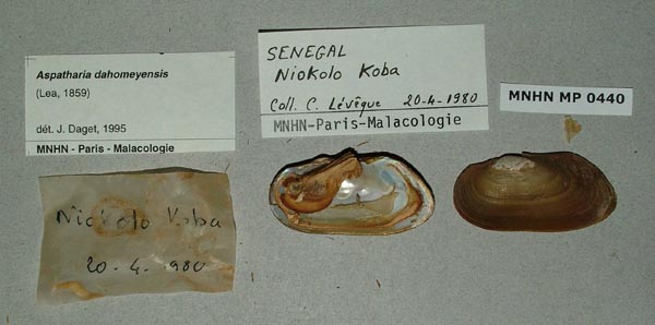 specimen