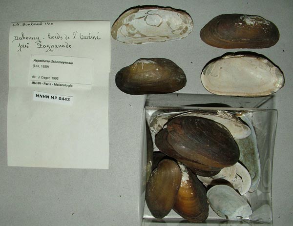 specimen