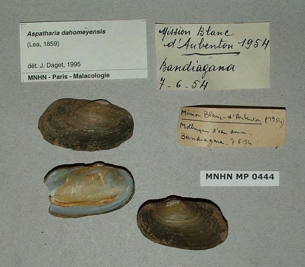 specimen