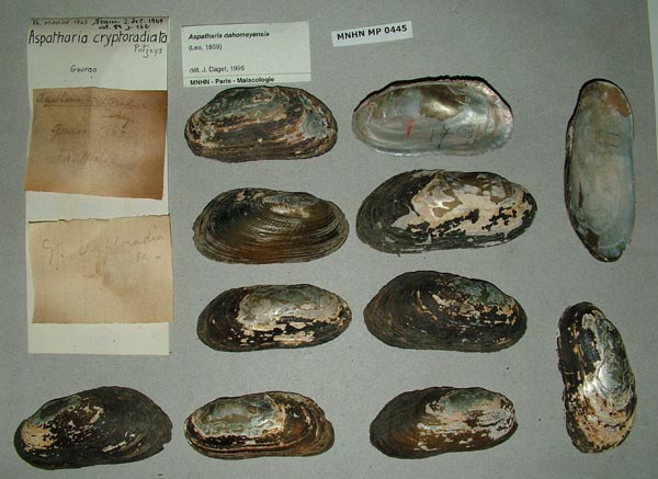 specimen