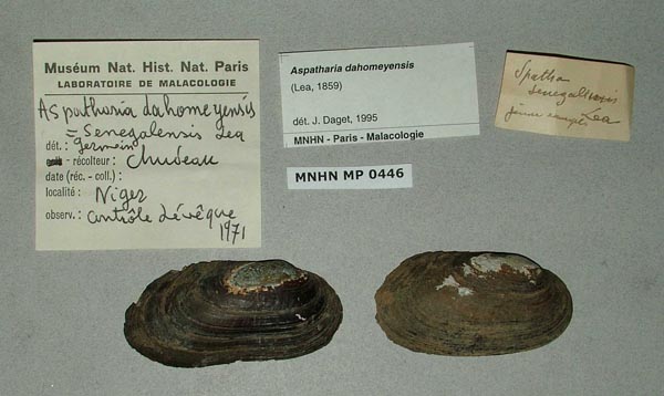specimen