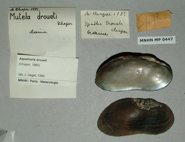 image of lot MNHN_MP_0447 image of lot MNHN_MP_0447