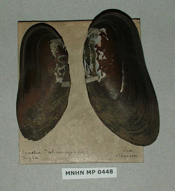 specimen