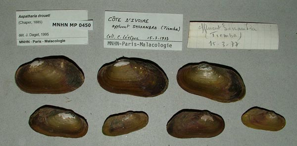 image of lot MNHN_MP_0450 image of lot MNHN_MP_0450