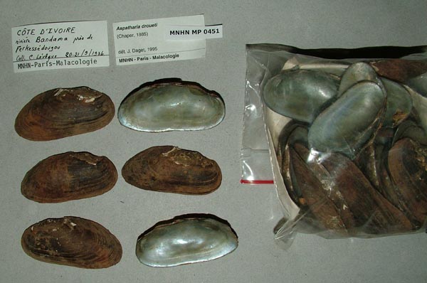 image of lot MNHN_MP_0451 image of lot MNHN_MP_0451