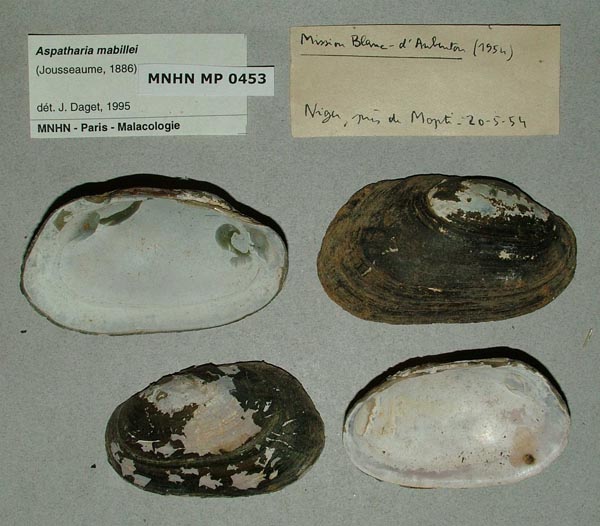 specimen