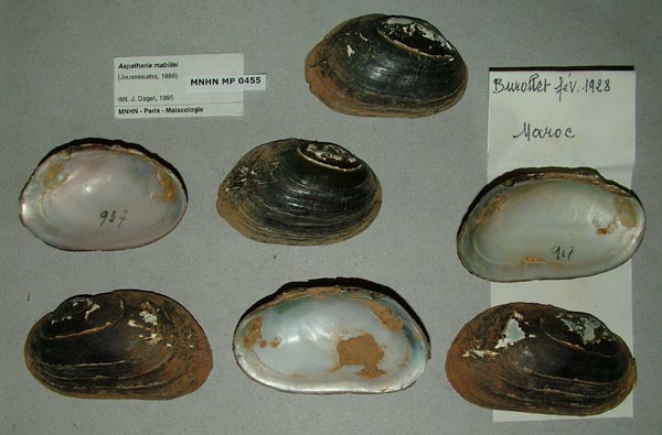 specimen
