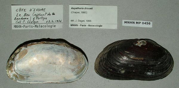 image of lot MNHN_MP_0456 image of lot MNHN_MP_0456