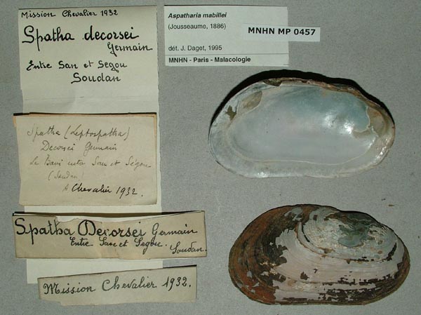 specimen