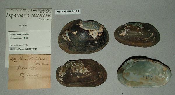 specimen