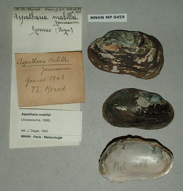 specimen