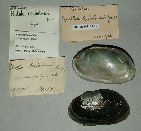 specimen