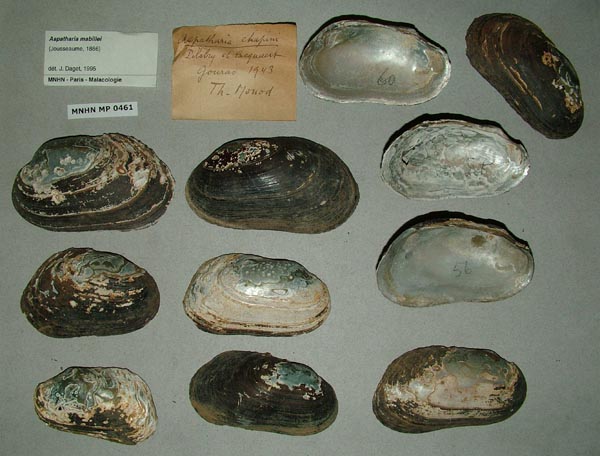specimen