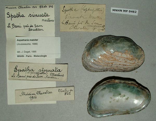 specimen