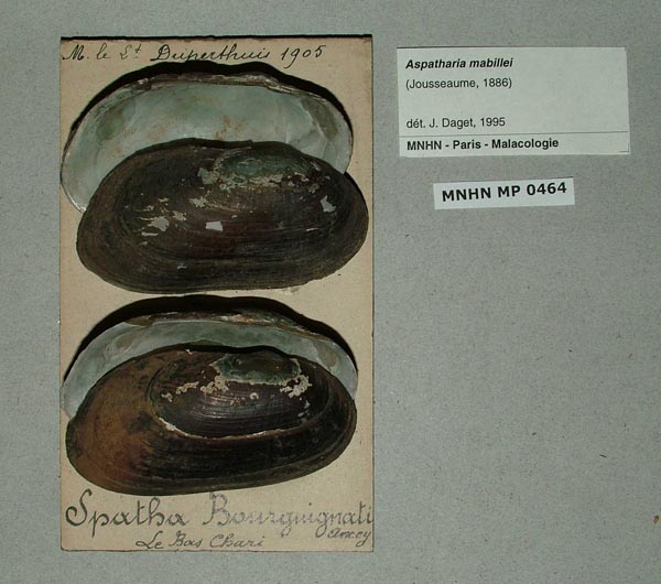 specimen