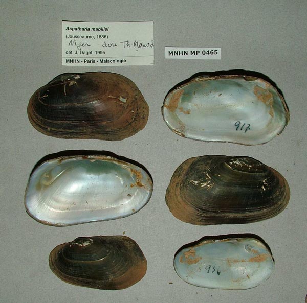 specimen