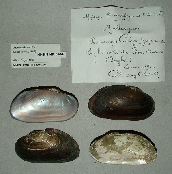 specimen