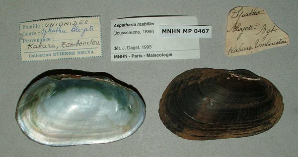 specimen