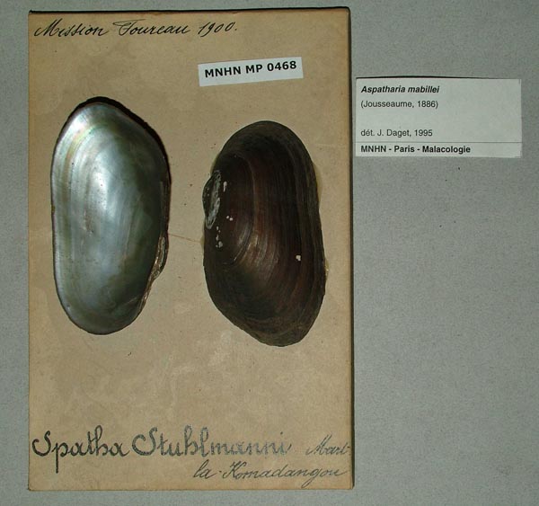 specimen