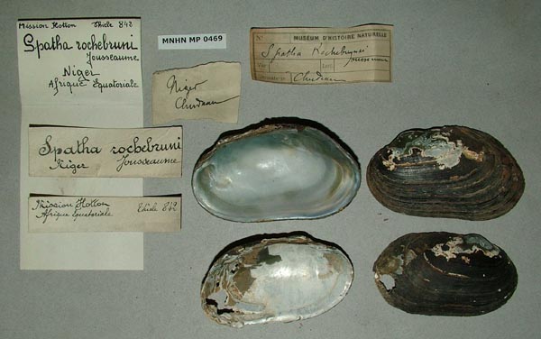 specimen