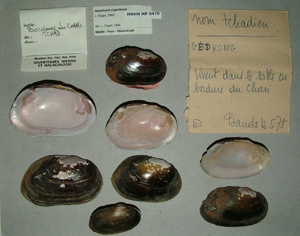 specimen