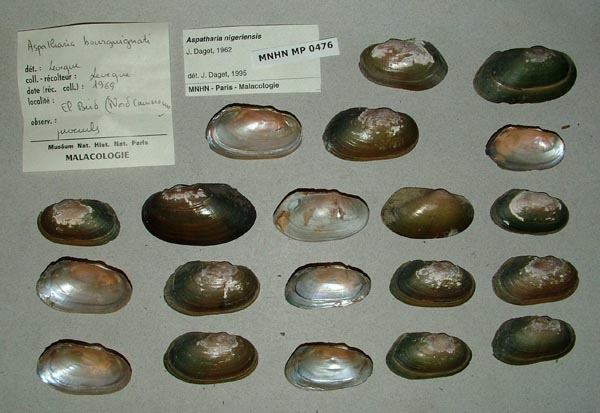 specimen