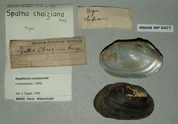 specimen