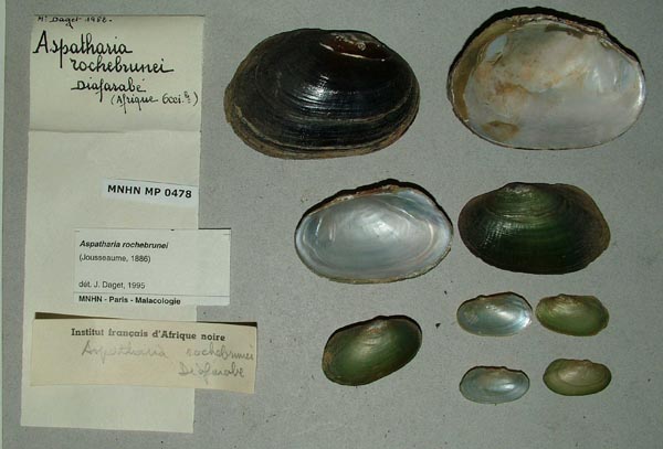 specimen